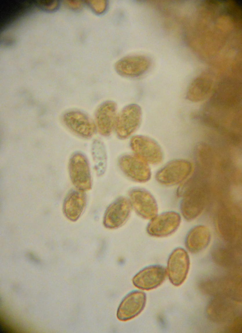 Cortinarius hemitrichus???